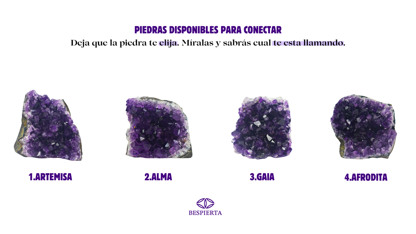 AMATISTA DRUSA